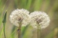 /album/galleria-foto-flora/aa-img09937-jpg/